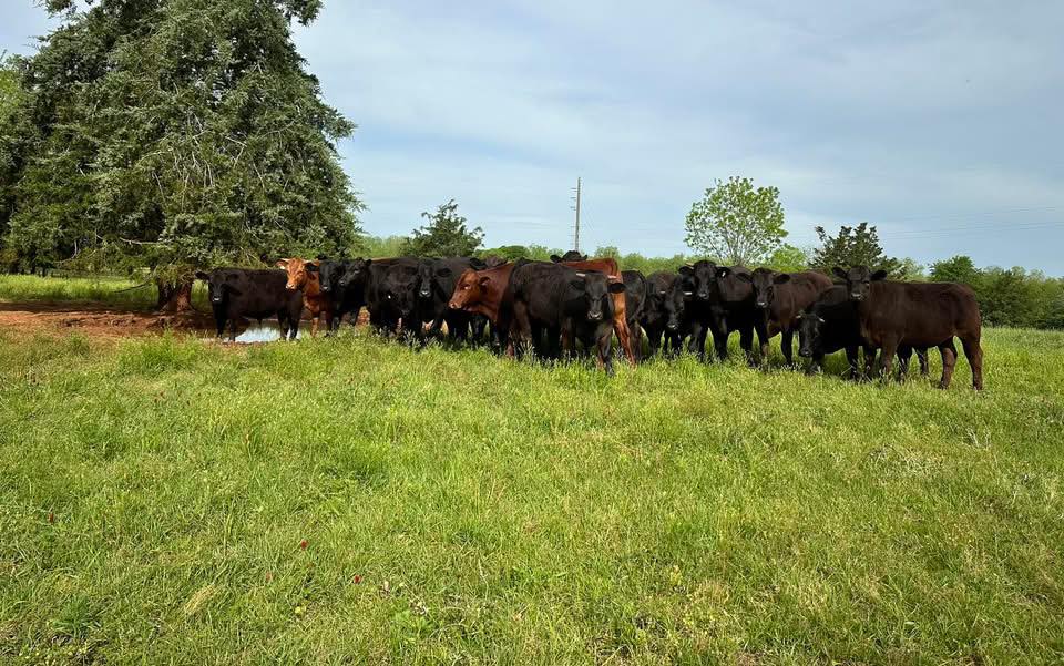 About Venison Vines Farm