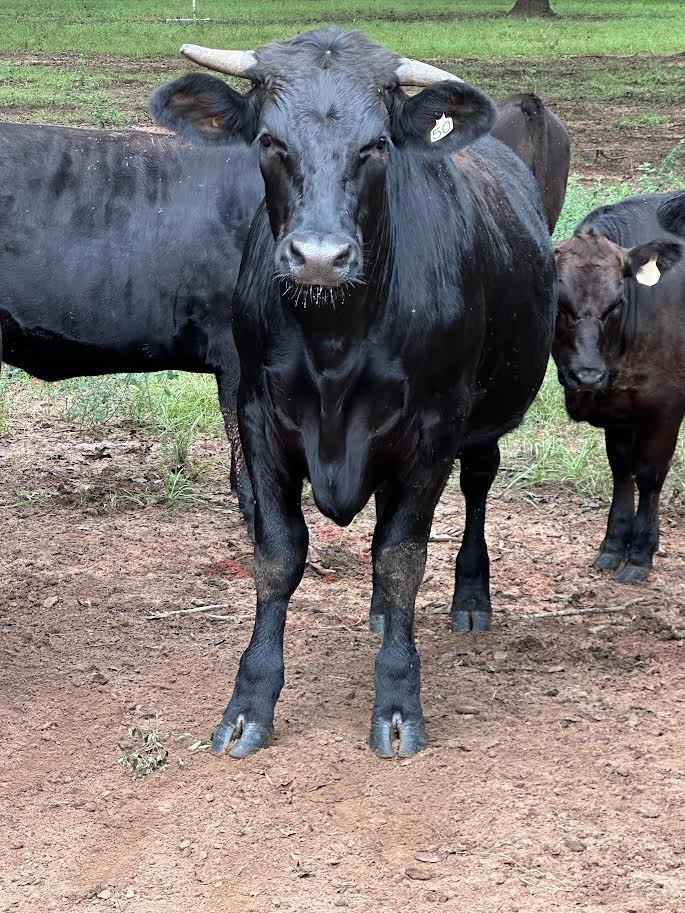 1/2 Cow Share Deposit