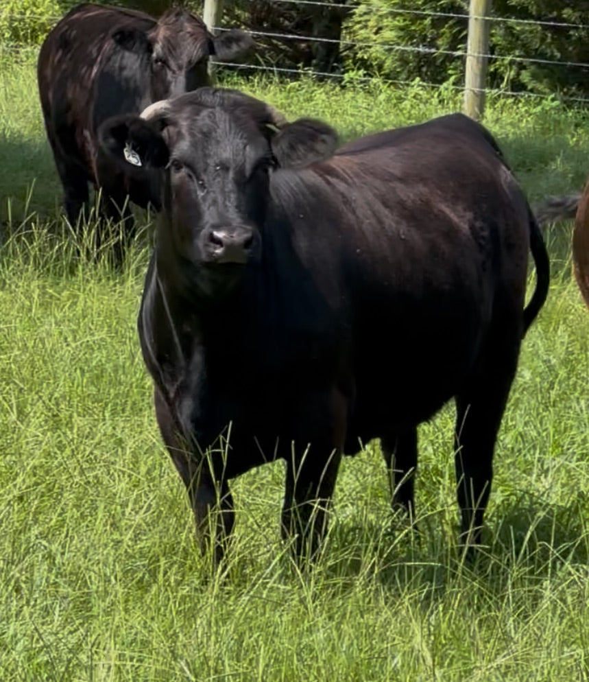 Whole Cow Share Deposit